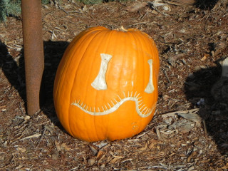 Welcome Smile, 10 days later,  Nipomo Pumpkin Patch best carving idea